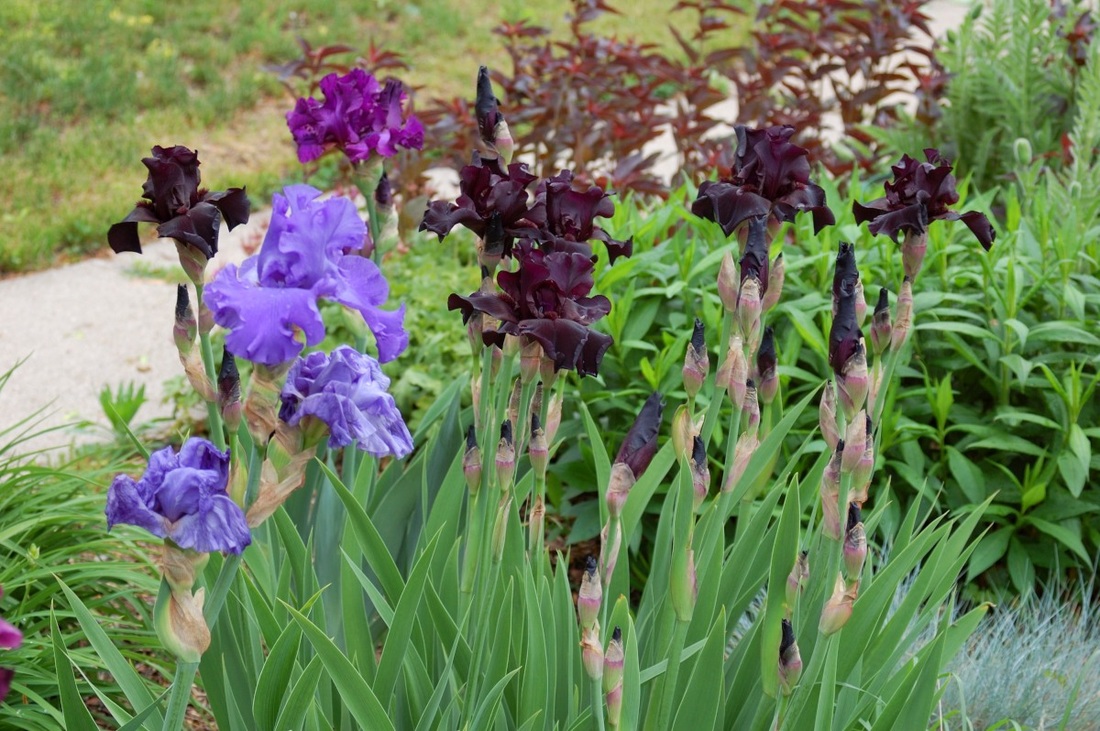 iris garden