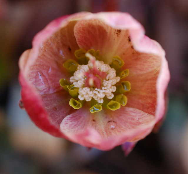 Pink Frost Lenten Rose Hellebore