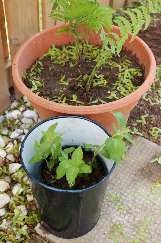 repurposed plant pot